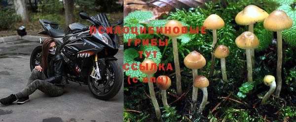 ГАЛЛЮЦИНОГЕННЫЕ ГРИБЫ Верея